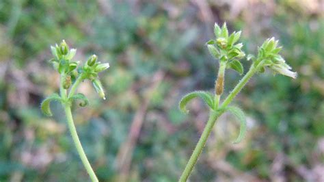 Mouseear Chickweed Nc State Extension