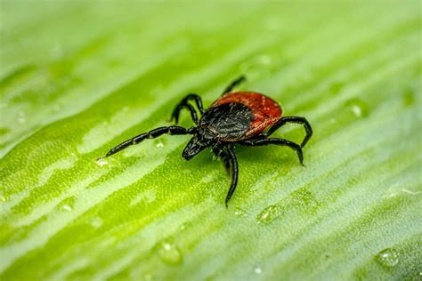 Comment Loigner Les Tiques De Son Jardin Nos Astuces