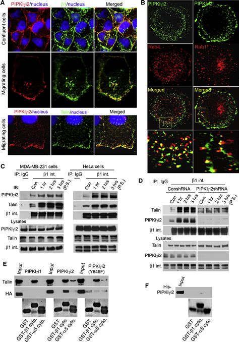 Phosphoinositide Signaling Regulates The Exocyst Complex And Polarized