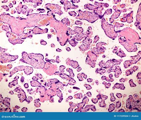 Histology Of The Placenta Using Fluorescent Dye Stock Photo ...