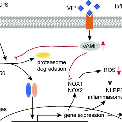 A Schematic Of A Model Of The Anti Inflammatory Effect Of Vip Through Download Scientific