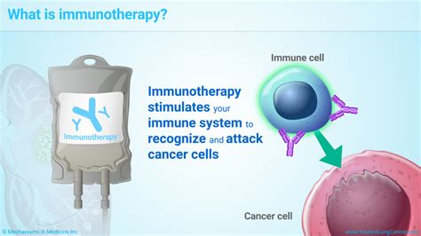 Slide Show Understanding Immunotherapy For Lung Cancer