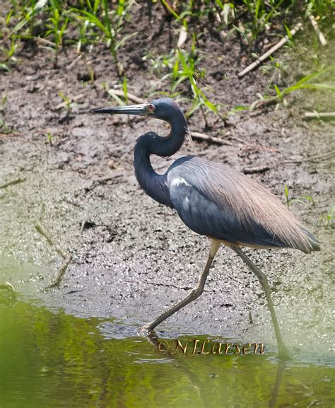 Tricolored Heron | BirdForum