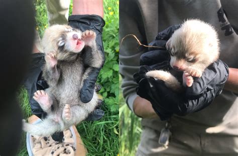 Have the perfect name for two red panda cubs? - Richmond News