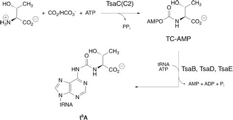 Specificity In The Biosynthesis Of The Universal Trna Nucleoside N6