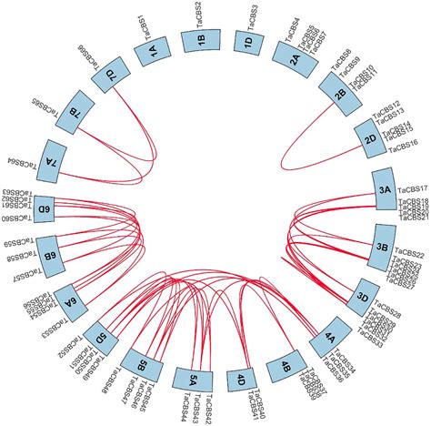 Frontiers Genome Wide Identification Of Genes Encoding Cystathionine