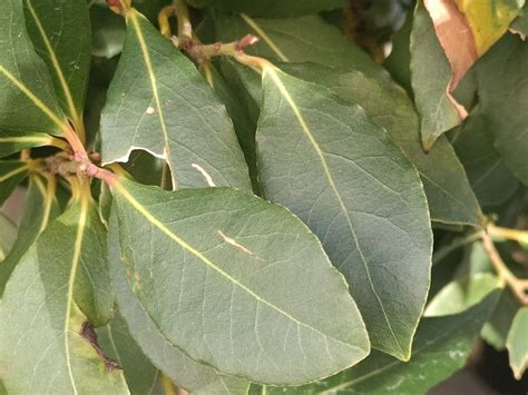 Laurel ComÚn Laurus Nobilis El Simbolo De La Victoria Plantameloencasa