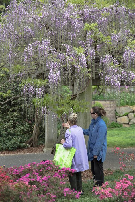 A Date With Mom Appreciating The Wisteria Blooms At Brookl Flickr