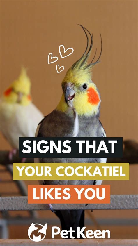 8 Signs That Your Cockatiel Likes You What To Look For Cockatiel