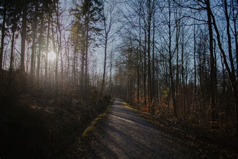 Bildet Tre Natur Skog Gren Vinter Lett Anlegg T Ke Sollys