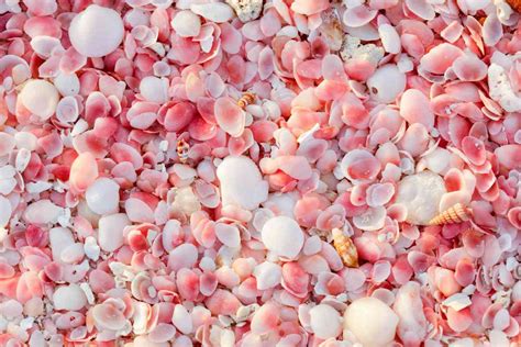 The 8 Best Pink Sand Beaches In The Caribbean