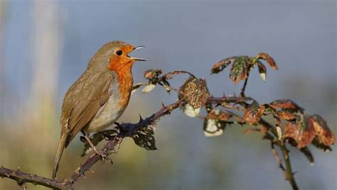 Grand Comptage Des Oiseaux De Jardin Robin Rundle Ouistreham