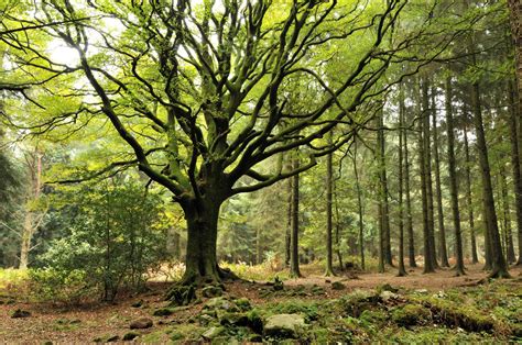 Brocéliande Légendes et Magie d une Forêt Enchantée en Bretagne