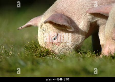 Head shot closeup of a young pietrain pig on the meadow green grass with wildflowers Stock Photo ...