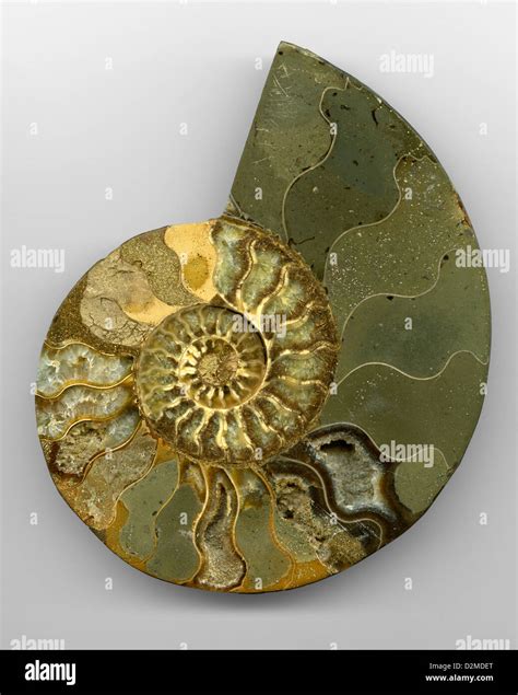 Fossil Ammonite Cross Section With Calcite Crystals Cleoniceras Sp