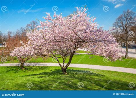 Blossoming Apple Tree Stock Photo Image Of Landscapes 31620904