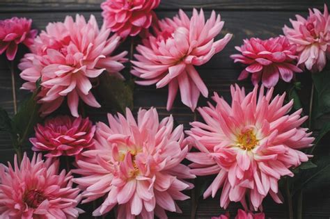 Premium Photo Beautiful Pink Dahlias Flowers Composition On Rustic