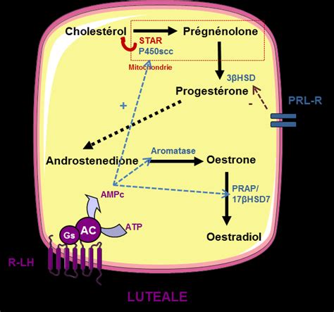 Biosynth Se Des St Ro Des Dans L Ovaire La Synth Se Des St Ro Des Au