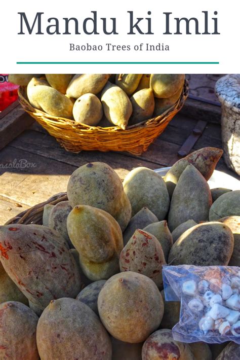 Mandu ki Imli | Famous Tree Of India - The Baobab Tree of India