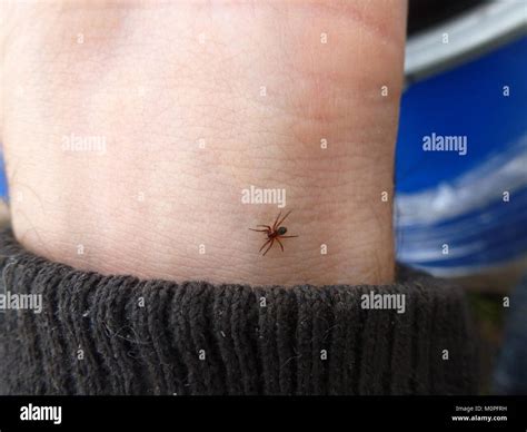 Picaduras de araña fotografías e imágenes de alta resolución Alamy