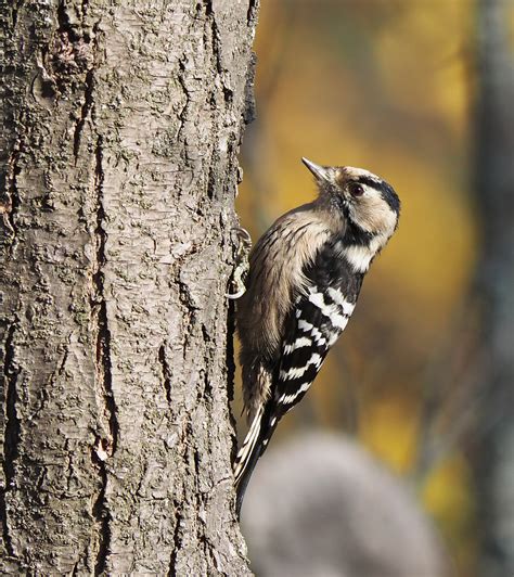 Lesser Spotted Woodpecker | BirdForum