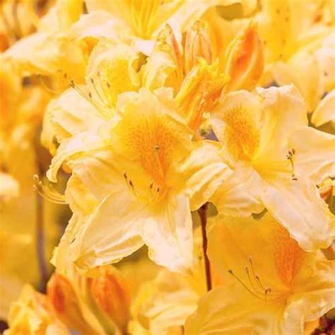 21 of the Greatest Azaleas Varieties - naturery.net