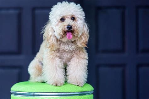 Saiba mais sobre os cachorros da raça Poodle - seu.dog