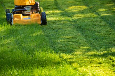 How Often Should You Mow Your Lawn