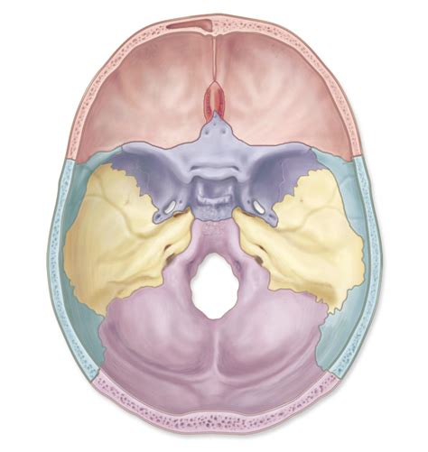 Diagram Of Transverse Section Of The Skull Quizlet