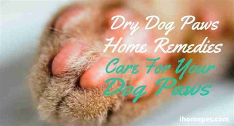 Dry Dog Paws Home Remedies (Care For Your Dogs Paws) - iHomePet