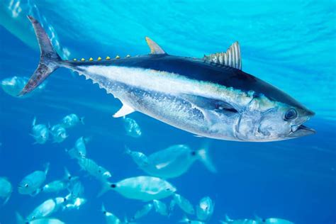 Sardines Vs Tuna What Are The Differences A Z Animals