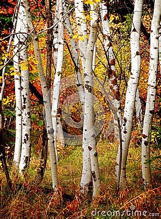 Fall Birch Trees Stock Photo | CartoonDealer.com #22315680