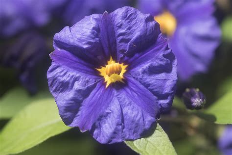 Macro View Of A Purple Flower With Yellow CenterSolanum R Flickr