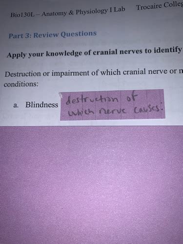 Lab 11 Cranial Nerves And Reflexes Flashcards Quizlet