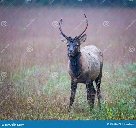 Young Male Elk with Small Antlers in Autumn Stock Image - Image of colorado, mountains: 110344479