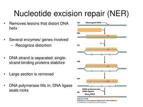 PPT Chapter 18 Gene Mutations And DNA Repair PowerPoint