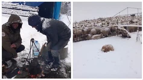 Snijeg Zatrpao Čobane i Ovce na Planini Velebit 08 11 2022 YouTube