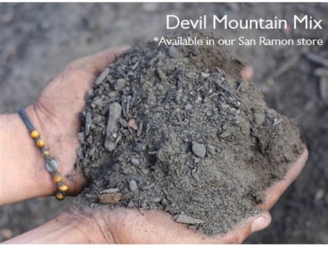 Devil Mountain Mix Bulk Devil Mountain Wholesale Nursery