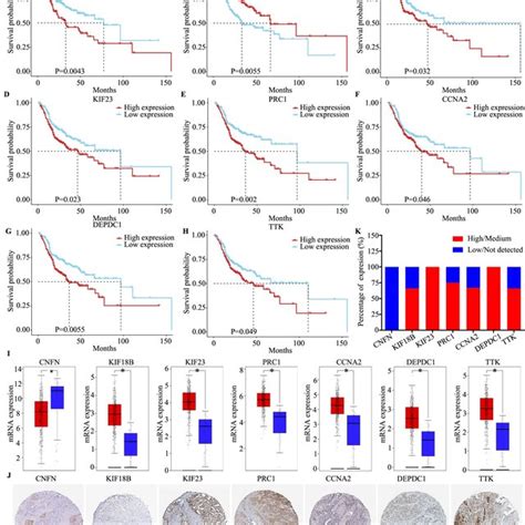 Prognostic Value And Expression Analysis Of Seven Hub Genes In HNSCC A