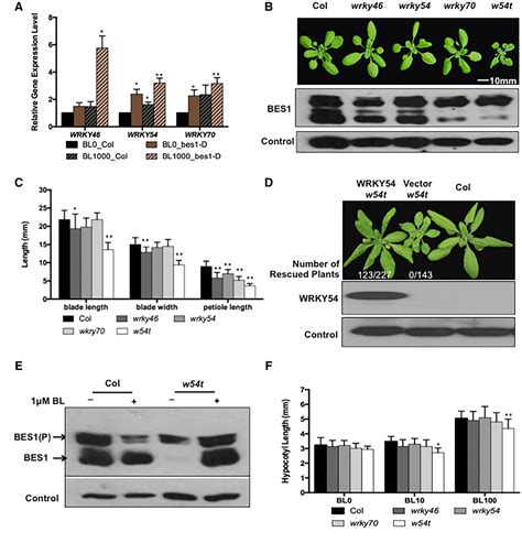 Figure 1 From Arabidopsis Wrky46 Wrky54 And Wrky70 Transcription Factors Are Involved In