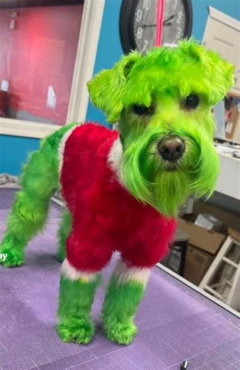 Woman Angers After Dyeing Her Dog To Look Like The Grinch Au