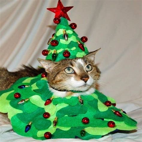 Top 10 Festive Costume Christmas Tree Cats Christmas Tree Costume Tree Costume Christmas Cats