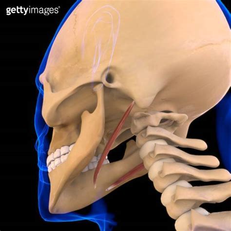 Stylohyoid Muscle Anatomy For Medical Concept D