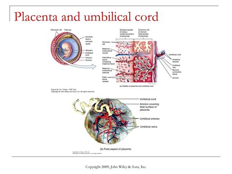 Chapter 29 Development And Inheritance Ppt Download