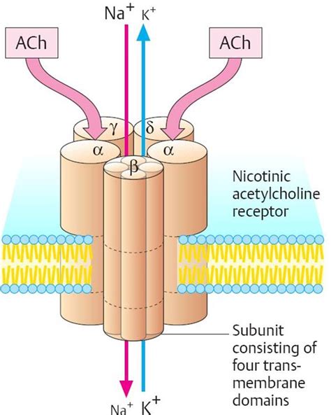 The Cell Membrane Physiology An Illustrated Review