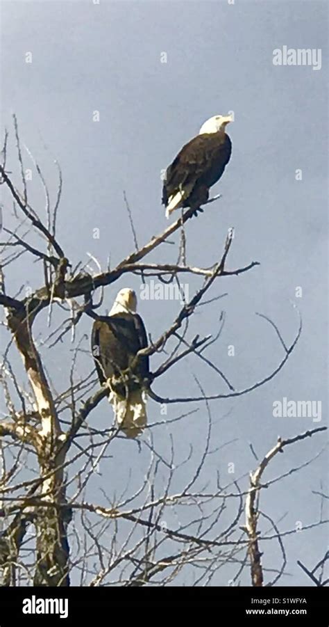 American Eagles Hi Res Stock Photography And Images Alamy