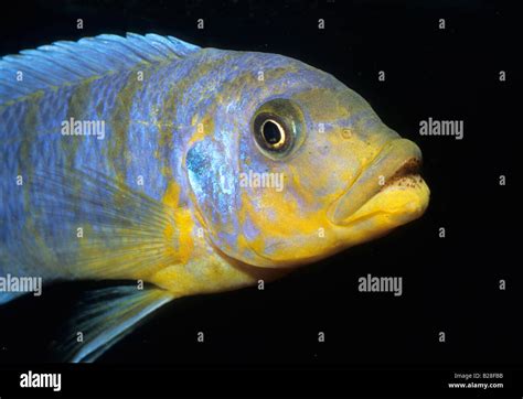 Pseudotropheus Fainzilberi Nkandae Malawi Lake Cichlid Africa Stock