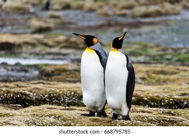 King Penguins Tierra Del Fuego Chile Stock Photo 1685953621 | Shutterstock