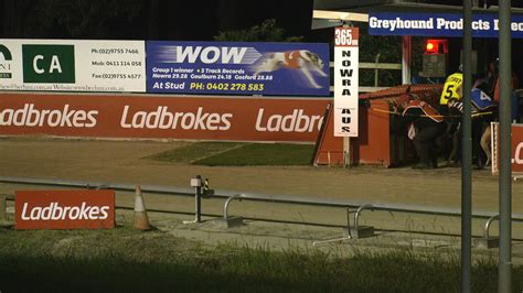 Thedogs Nowra 13 May 2024 Race 2