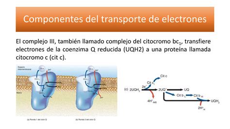 Cadena Transportadora De Electrones Ppt